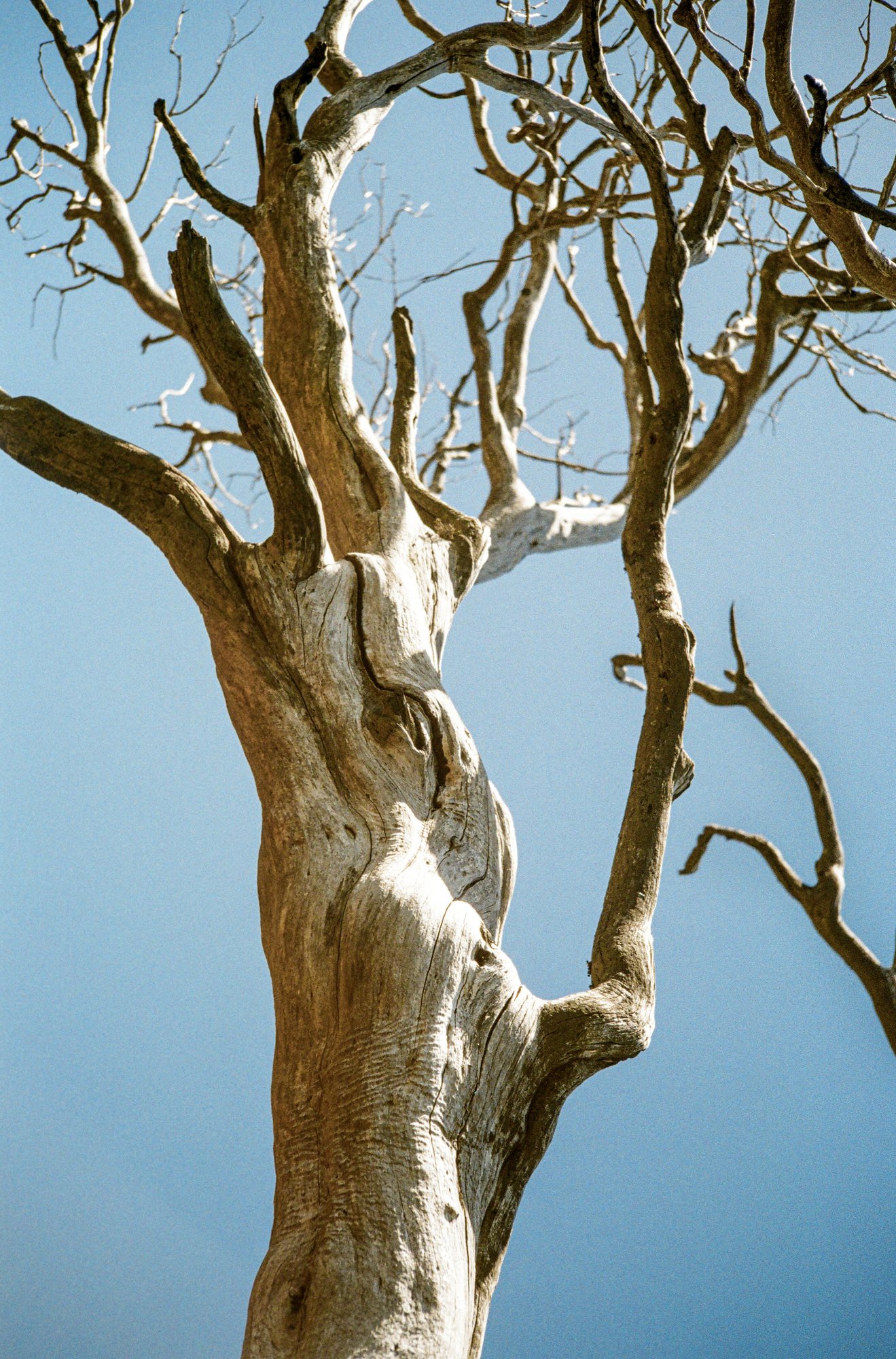 Twisted trunk of a dead tree heather against blue sky