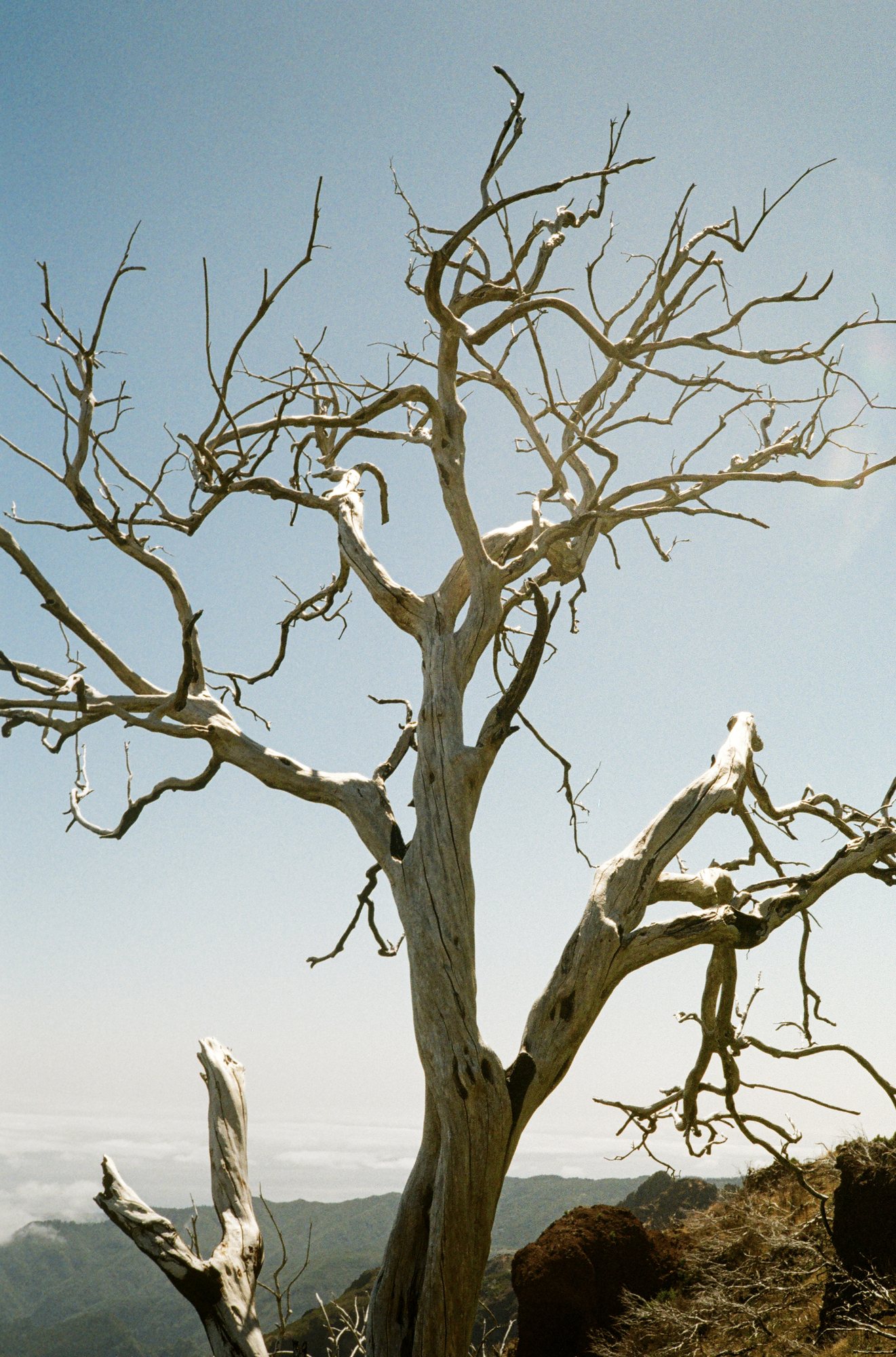 Bleached tree heather above a mountain ridge