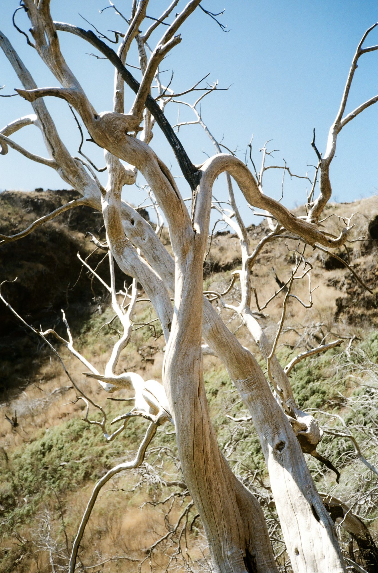 Pale branches in front of a sunlit hillside