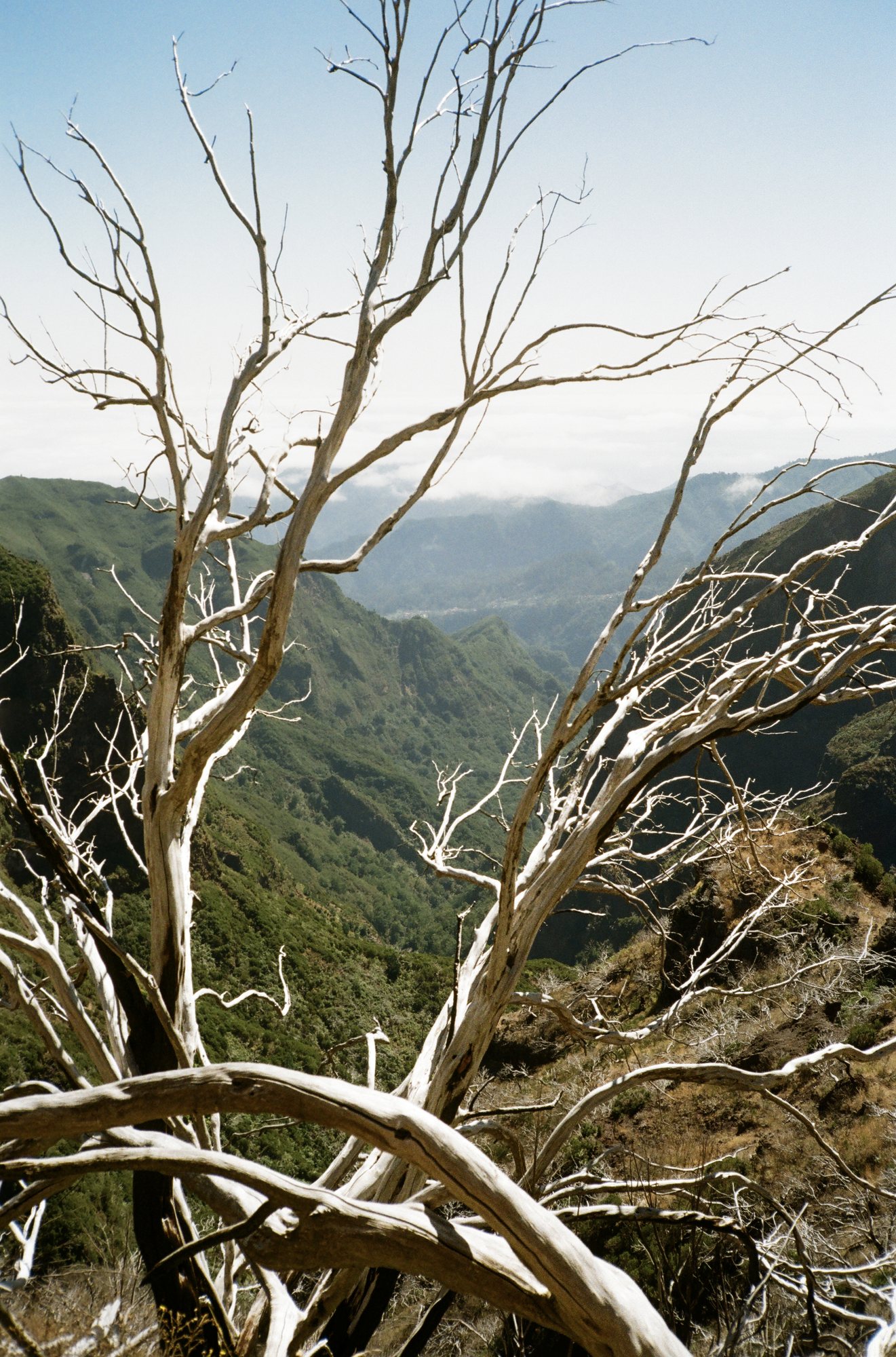 Dead tree heather framing a green valley and clouds