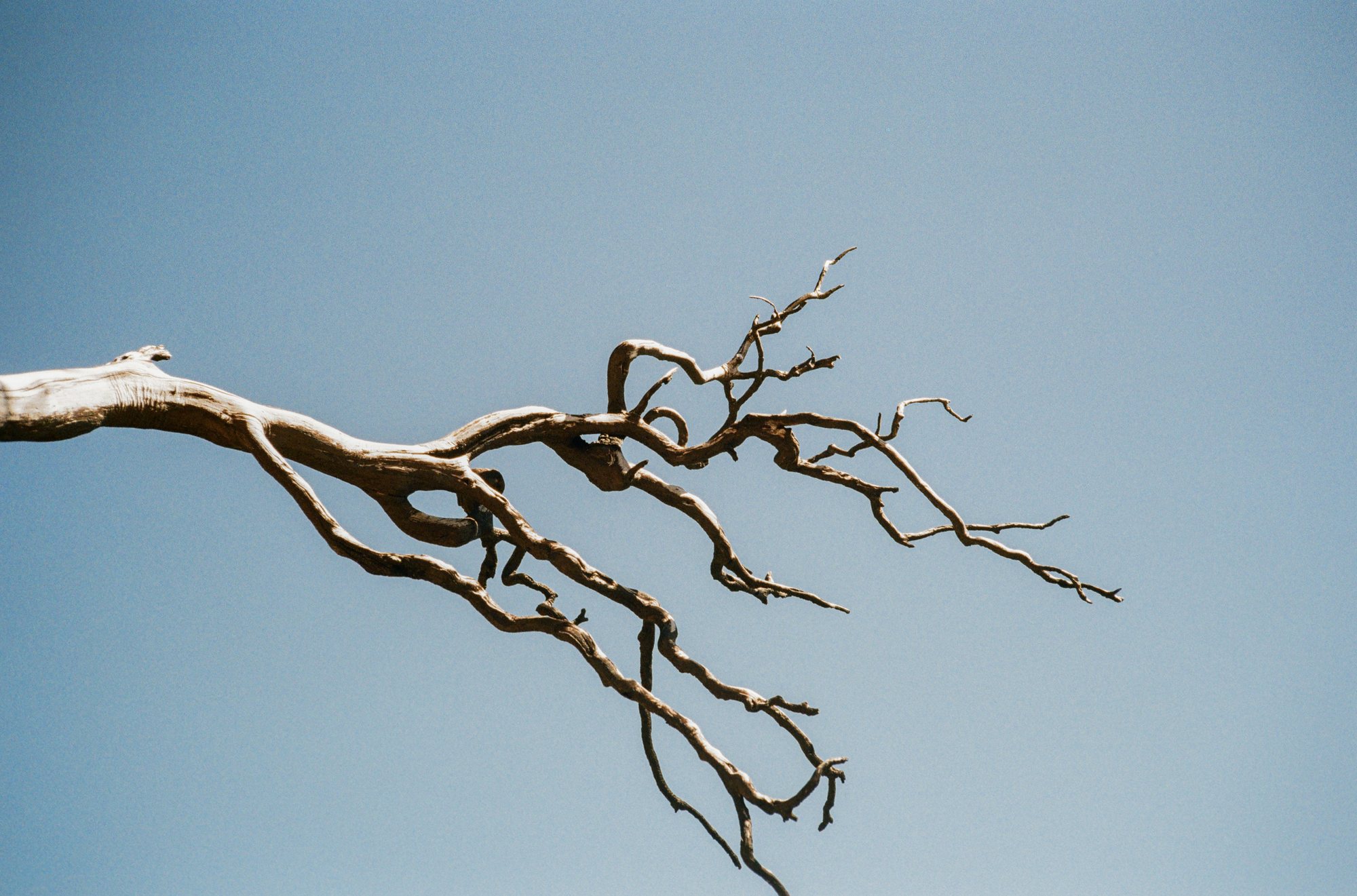 A bare branch reaching across a clear blue sky