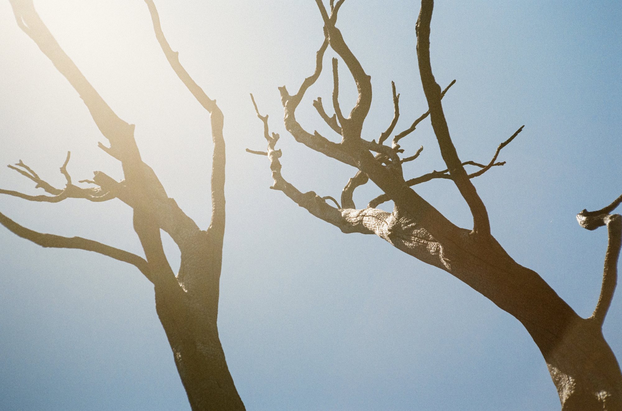 Two trees in soft backlight